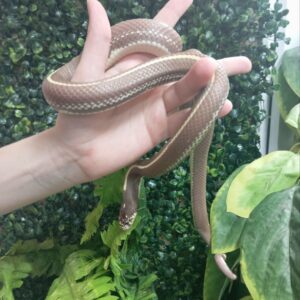 Калифорнийская королевская змея