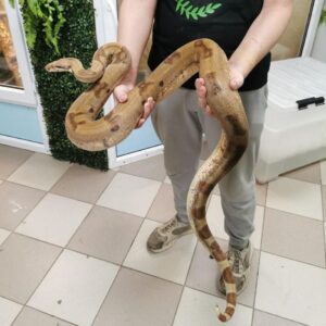 Императорский удав