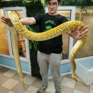 Тигровый питон
