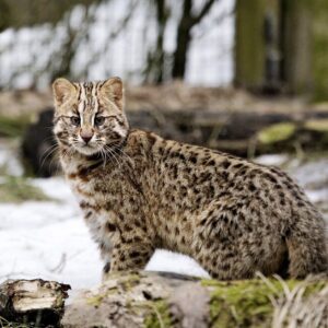 Дальневосточный лесной кот