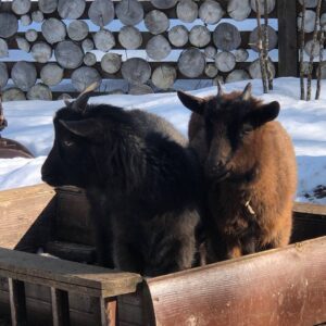 Камерунская коза
