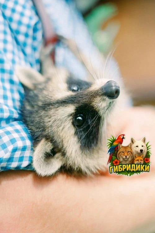 Енот-полоскун