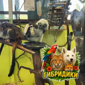 Эдипов тамарин
